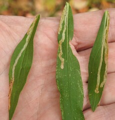 Phytomyza albiceps group