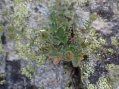 Potentilla × villosula