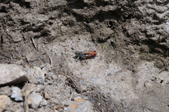 Chorthippus cialancensis