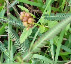 Melochia corchorifolia