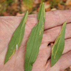 Phytomyza albiceps group