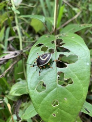 Brachystethus rubromaculatus