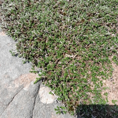 Selaginella dregei