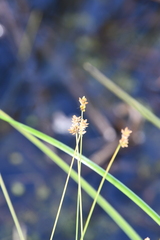 Carex tenuiflora