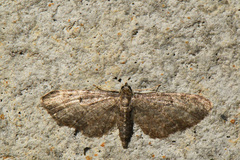 Eupithecia