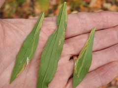 Phytomyza albiceps group