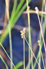 Carex tenuiflora