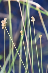 Carex tenuiflora