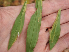 Phytomyza albiceps group