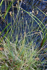 Carex tenuiflora