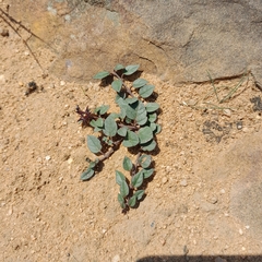 Brachystelma pulchellum