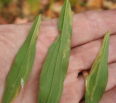 Phytomyza albiceps group