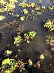 Ludwigia adscendens diffusa