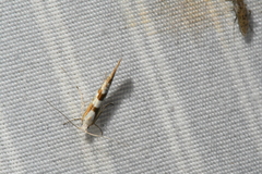 Argyresthia