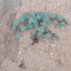 Brachystelma pulchellum