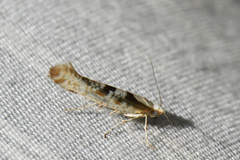 Argyresthia