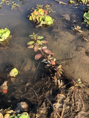 Ludwigia adscendens diffusa