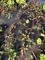 Ludwigia adscendens diffusa