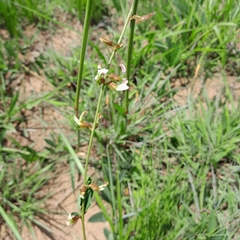 Ophrestia oblongifolia