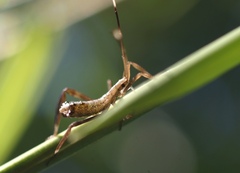 Acanthocephalini