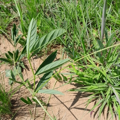 Ophrestia oblongifolia