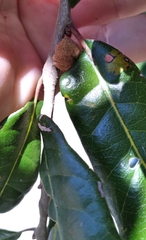 Disholcaspis quercusvirens