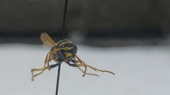 Polistes bischoffi