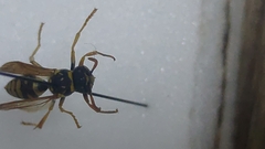 Polistes bischoffi
