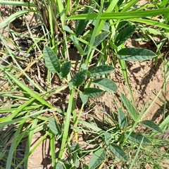 Ophrestia oblongifolia