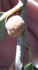 Disholcaspis quercusvirens