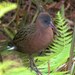 Madagascar Rail - Photo (c) Lee Hunter, some rights reserved (CC BY)