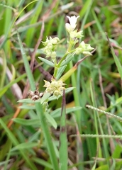 Oldenlandia corymbosa