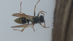 Polistes bischoffi