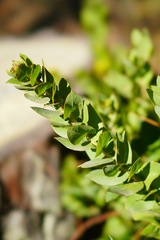 Arctostaphylos pallida