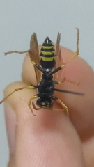 Polistes bischoffi