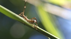 Acanthocephalini