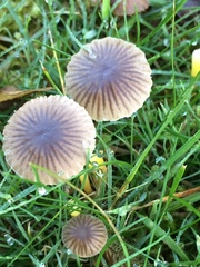 Mycena aetites