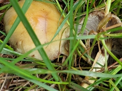 Agrocybe pediades