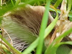 Agrocybe pediades