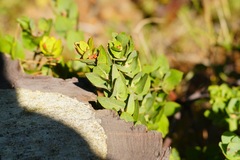 Arctostaphylos pallida