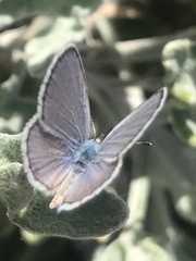 Hemiargus ceraunus