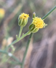 Perityle megalocephala