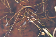 Potamogeton sibiricus