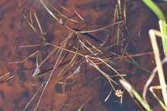Potamogeton sibiricus