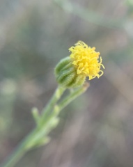 Perityle megalocephala