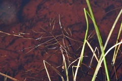 Potamogeton sibiricus