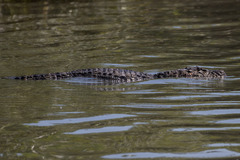 Caiman latirostris