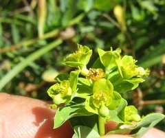Euphorbia semivillosa