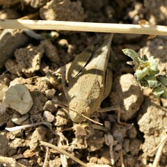 Oedipoda caerulescens