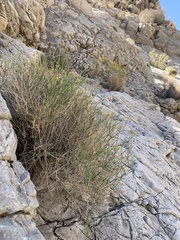 Perityle megalocephala